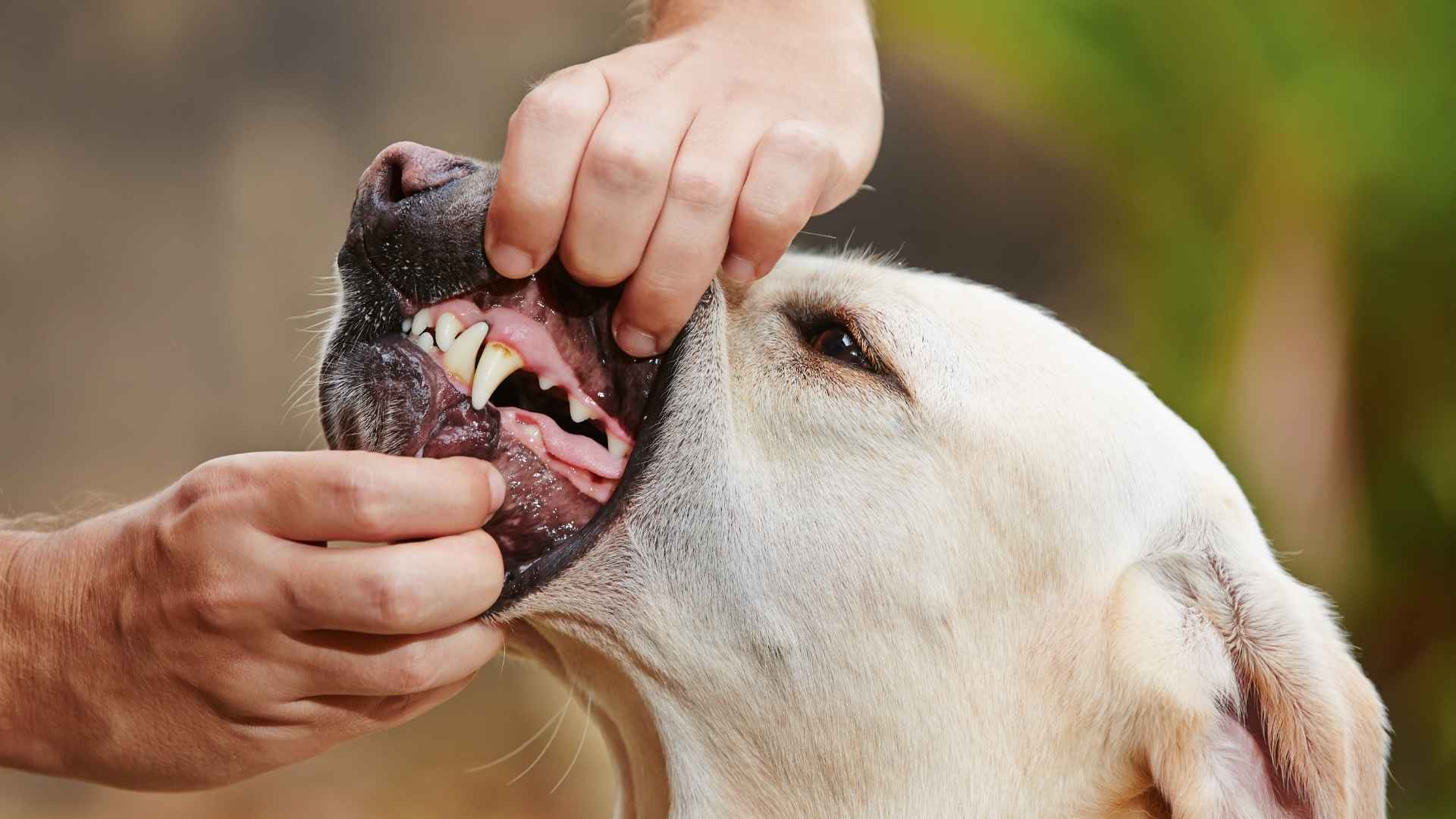 examinar encías perro